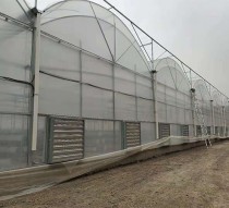 如何設計連棟大棚通風系統？